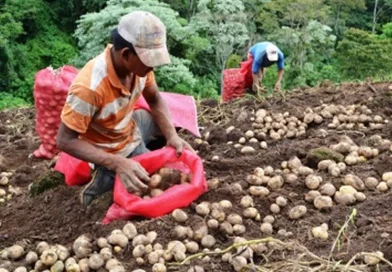 ministerio agropecuario, nicaragua, cosecha de papa, octubre