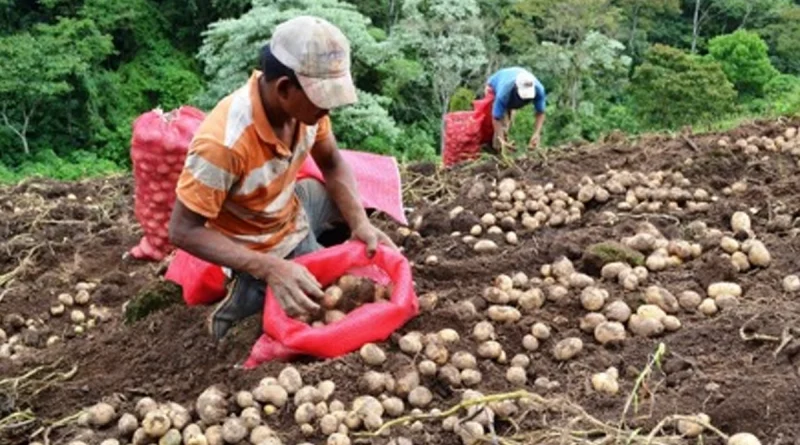 ministerio agropecuario, nicaragua, cosecha de papa, octubre