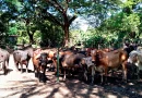 universidad nacional agraria, managua, estudiantes, novillos, modulo, angorde, practica,