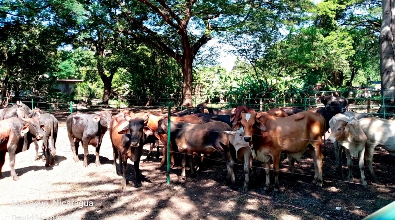 universidad nacional agraria, managua, estudiantes, novillos, modulo, angorde, practica,