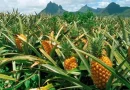 producción de piña, ministerio del agropecuario, nicaragua