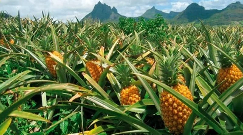 producción de piña, ministerio del agropecuario, nicaragua