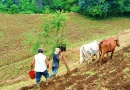 frijol rojo, nicaragua, maiz, consumo y comercio, siembra postrera,