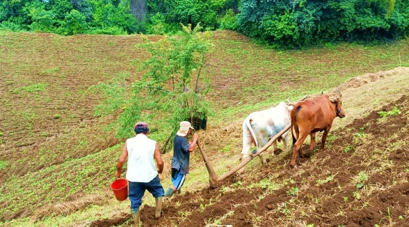 frijol rojo, nicaragua, maiz, consumo y comercio, siembra postrera,