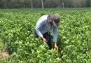 sistema de producción, cosechas, chiltoma, tomate, nicaragua