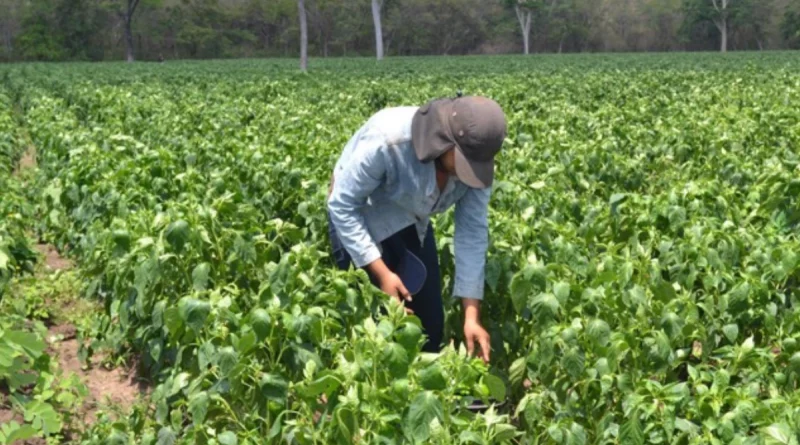 sistema de producción, cosechas, chiltoma, tomate, nicaragua