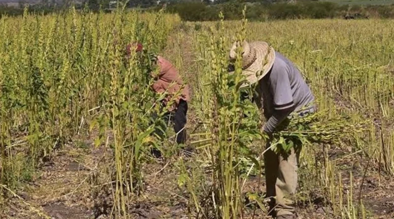 cultivo de ajonjolí, Nicaragua, producción, Nicaragua, gobierno de nicaragüa,