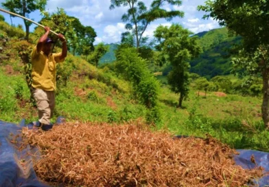 mag, producción agrícola, managua, nicaragua, frijoles rojos