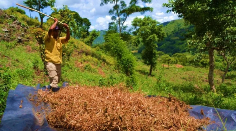 mag, producción agrícola, managua, nicaragua, frijoles rojos