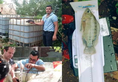 nicaragua, inpesca, cultivo de tilapia, producción, managua