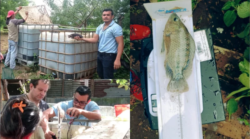 nicaragua, inpesca, cultivo de tilapia, producción, managua