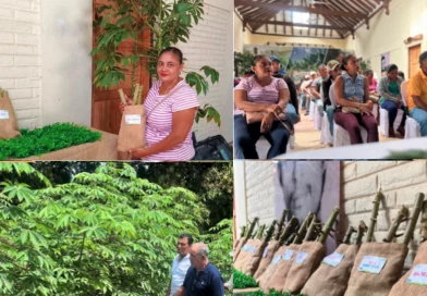 nicaragua, inta, estudio, yuca, nuevas variedades de yuca