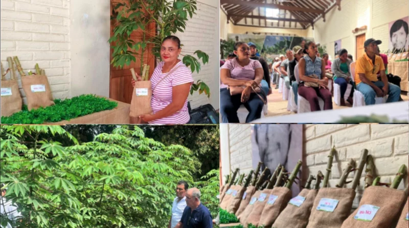 nicaragua, inta, estudio, yuca, nuevas variedades de yuca