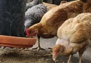 inta, producción avícolas, nicaragua, gallinas, artesanal