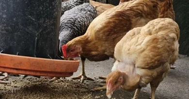 inta, producción avícolas, nicaragua, gallinas, artesanal