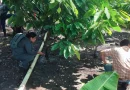 nicaragua, inta, cacao, sistema de riego, cultivos de cacao, jinotega,