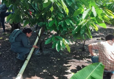 nicaragua, inta, cacao, sistema de riego, cultivos de cacao, jinotega,