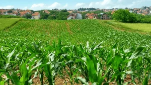 ipsa, nicaragua, alimentos nicaragua, inocuidad y seguridad nicaragua