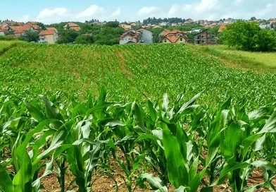 ipsa, nicaragua, alimentos nicaragua, inocuidad y seguridad nicaragua