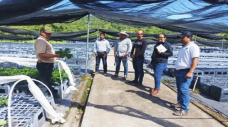 marena, nicaragua, matagalpa, viveros forestales, inspección,