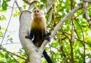 marena, granada, nandaime, nicaragua, zoologico nacional, nicaragua, animales silvestres nicaragua