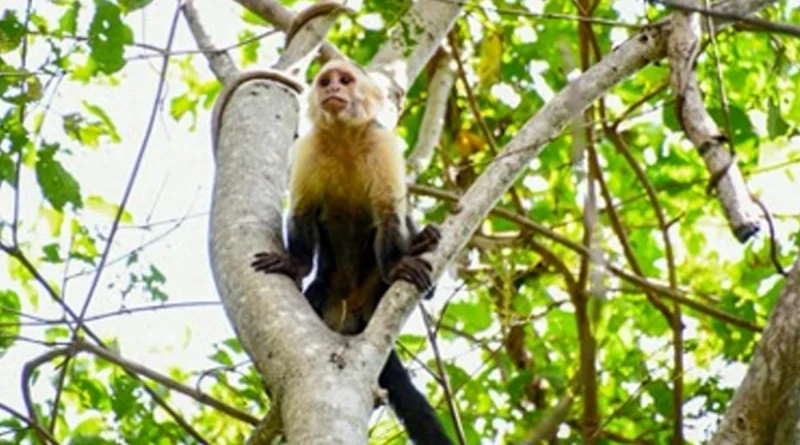 marena, granada, nandaime, nicaragua, zoologico nacional, nicaragua, animales silvestres nicaragua