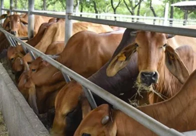 omsa, nicaragua, ipsa, ganadería, eeb, bovina