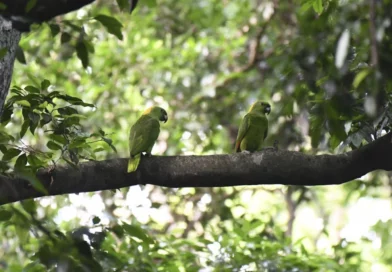 rivas, nicaragua, marena, lora nuca amarilla, reserva de biosfera a ometepe, compromiso, conservacion,