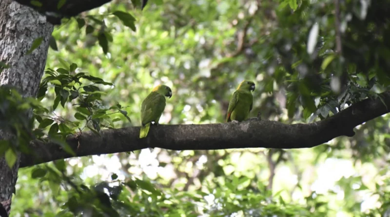 rivas, nicaragua, marena, lora nuca amarilla, reserva de biosfera a ometepe, compromiso, conservacion,