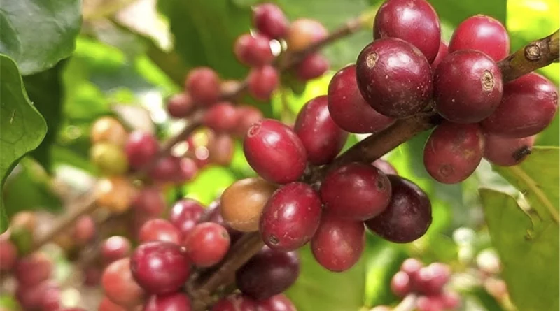 produccion de cafe, nicaragua, ocotal, nueva segovia, sistema de produccion