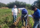 nicaragua, ipsa, sanidad de cultivos, proteccion