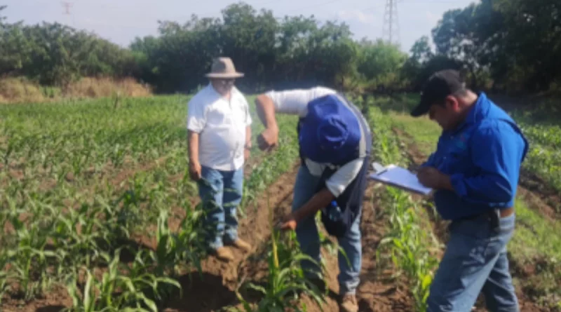 nicaragua, ipsa, sanidad de cultivos, proteccion