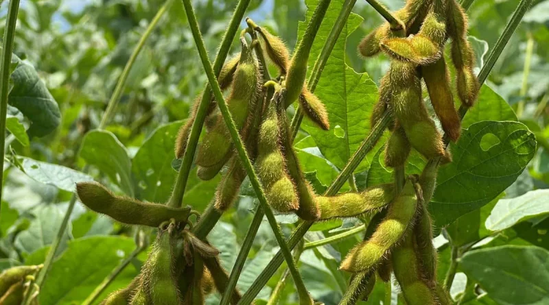 INTA, producción, variedad de soya, nicaragüa, chinandega,