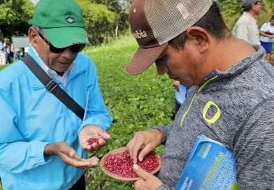 nicaragua, inta rojo criollo, frijol, producccion de frijol,