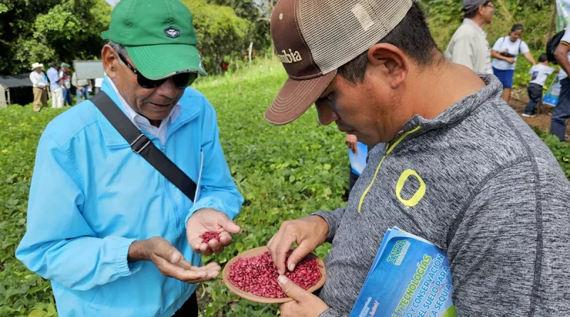 nicaragua, inta rojo criollo, frijol, producccion de frijol,