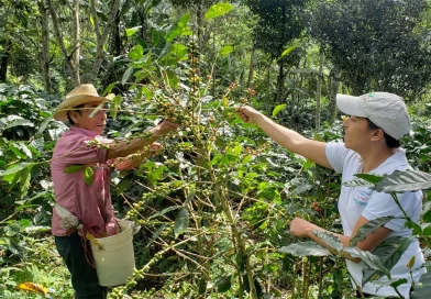 nicaragua, ipsa, productos organicos, produccion,