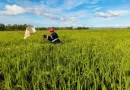 ipsa, nicaragua, cultivos de arroz