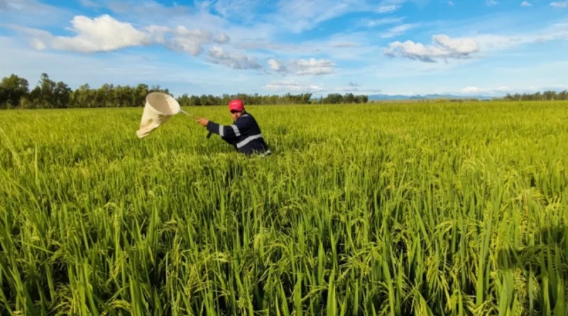 ipsa, nicaragua, cultivos de arroz