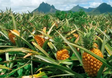 producción de piña, Nicaragua, gobierno d Nicaragua, piña, protección, Nicaragua,