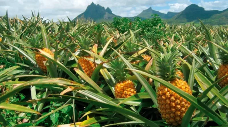 producción de piña, Nicaragua, gobierno d Nicaragua, piña, protección, Nicaragua,