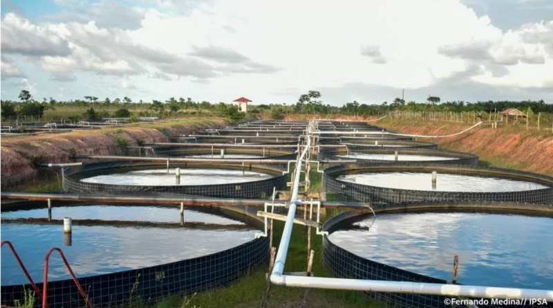 ipsa, nicaragua, camaron, vigilancia y sanidad, produccion acuicola,