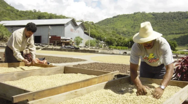 produccion de cafe, nicaragua, mag, agricola