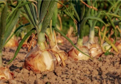 cebolla, nicaragua, mag, consumo y comercio, produccion, seguridad alimentaria,