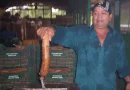 yuca, productor, Nicaragua, producción, crecimiento, cultivo,