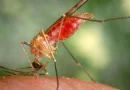 nicaragua, situacion epidemiologica, dengue, mosquito