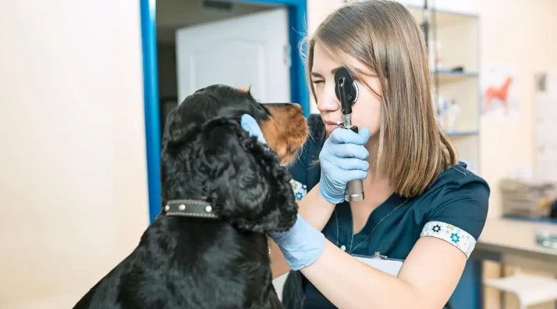 perros, gatos, glaucoma, seguera, enfermedad, mascotas,