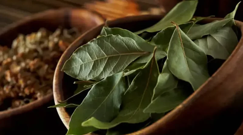 hojas de laurel, laurel, cabello, salud, belleza, uso, caida de cabello,