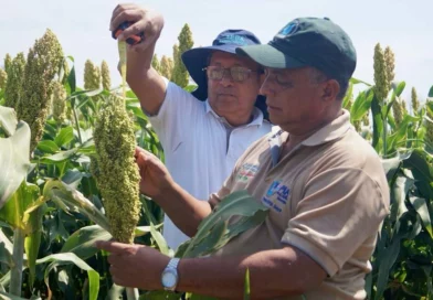 nicaragua, tecnología, transferencia, agropecuarias, productores de nicaragua, inta, productores,