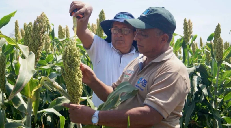 nicaragua, tecnología, transferencia, agropecuarias, productores de nicaragua, inta, productores,