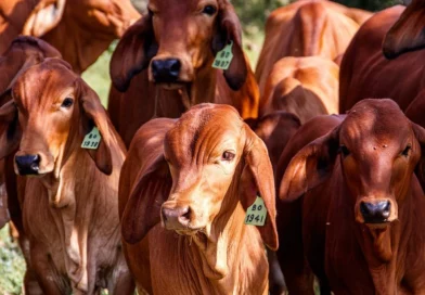 una, nicaragüa, gobierno de nicragua, inda, producción bovina,